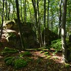 Wanderung in dem Forst nahe Engelhardsberg