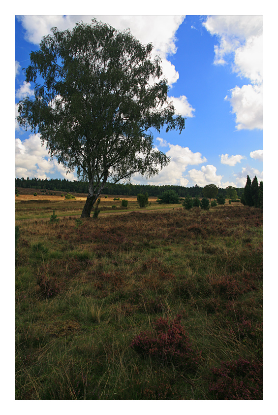 Wanderung in der Lüneburger Heide 4