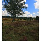 Wanderung in der Lüneburger Heide 4