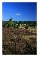 Wanderung in der Lüneburger Heide