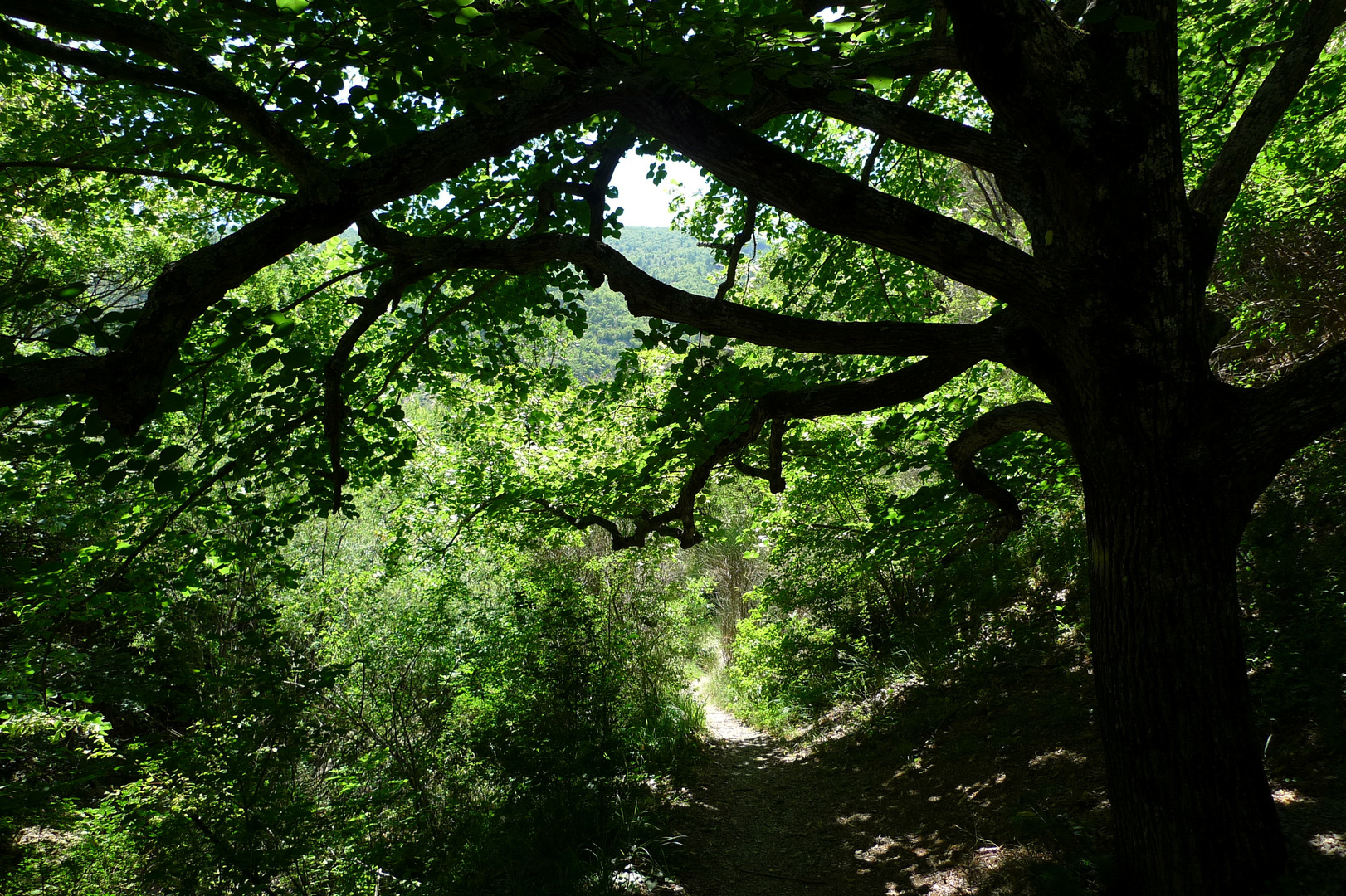 Wanderung in großer Hitze im Sommer - Schattenspender!