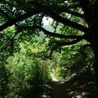 Wanderung in großer Hitze im Sommer - Schattenspender!