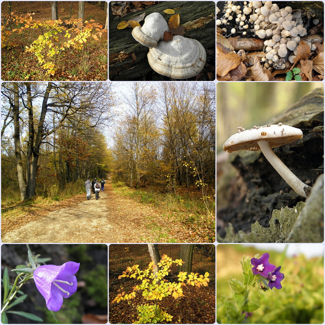 ---wanderung in Vertes Gebirge---