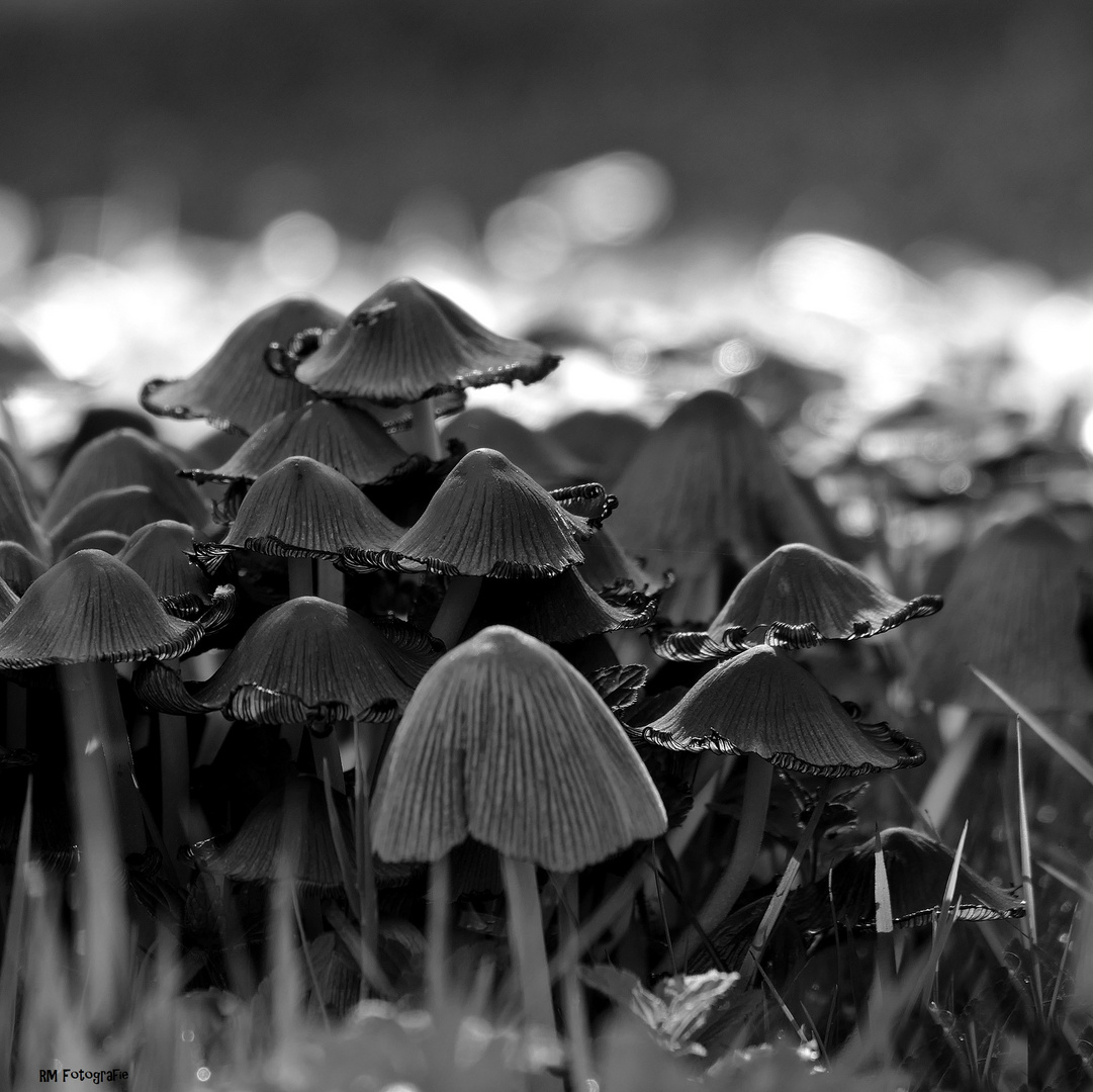 "Wanderung" in's Licht