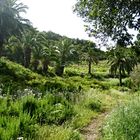 Wanderung Las Hayas - La Gomera