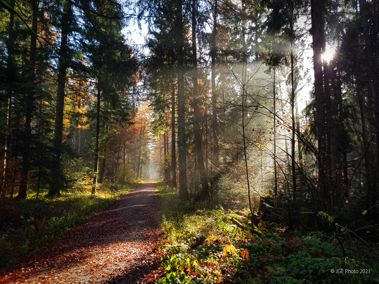 Wanderung Lauterbachquellen Lichtstimmung im Wald