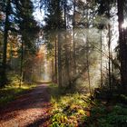 Wanderung Lauterbachquellen Lichtstimmung im Wald