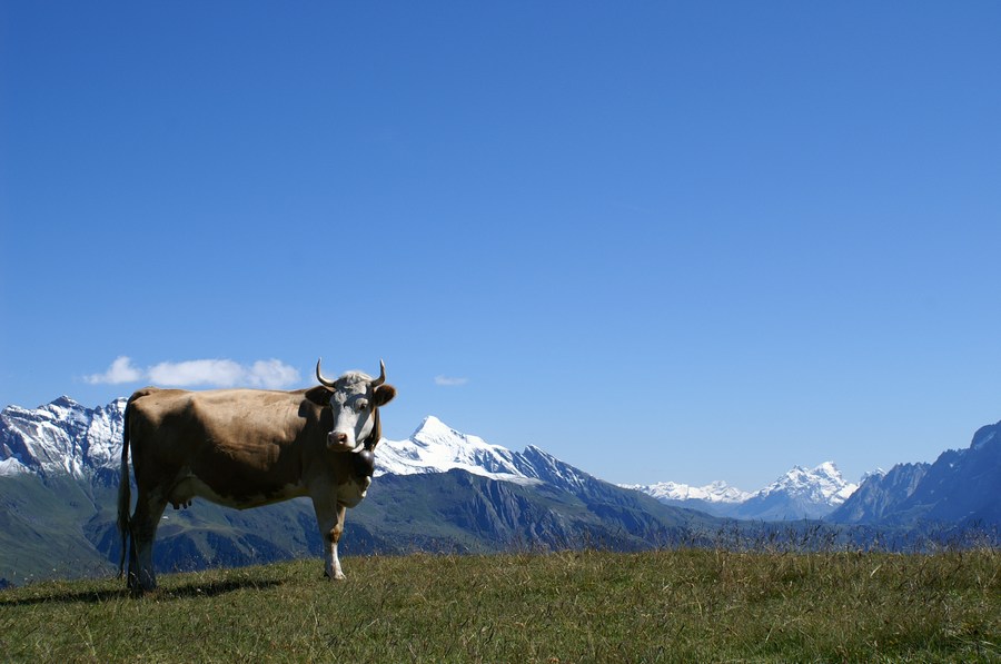 Wanderung Männlichen - Kleine Scheidegg...