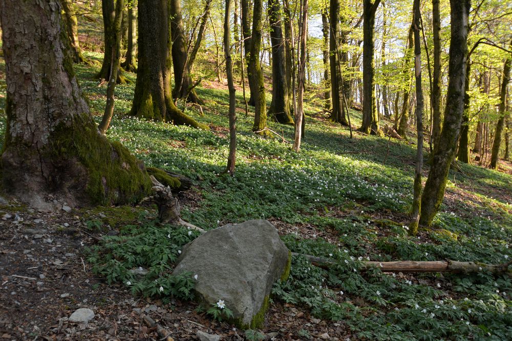 Wanderung Milseburg