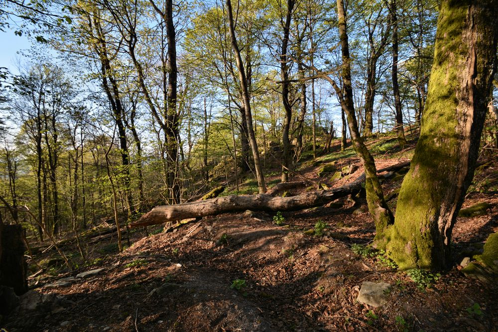 Wanderung Milseburg