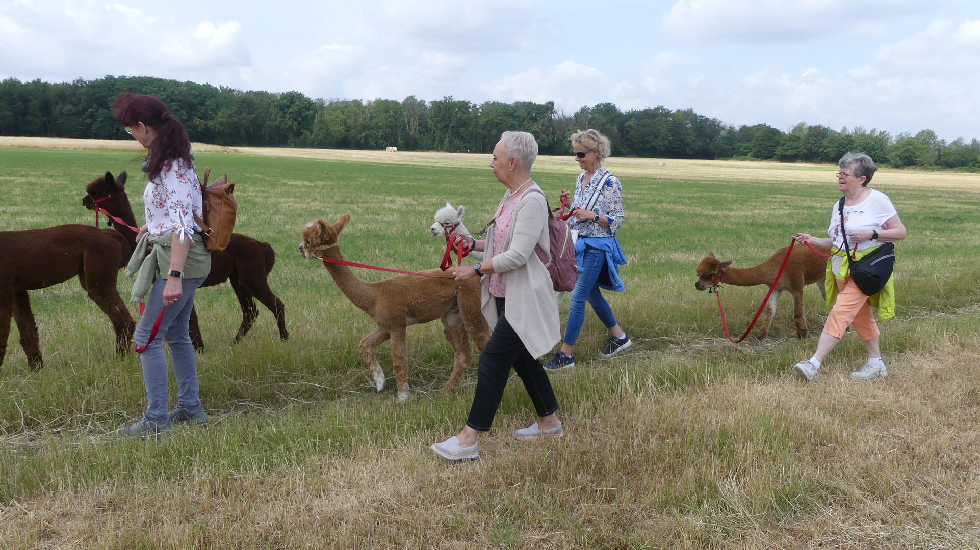 Wanderung mit Alpakas -  Das war ein richtiges Erlebnis ...