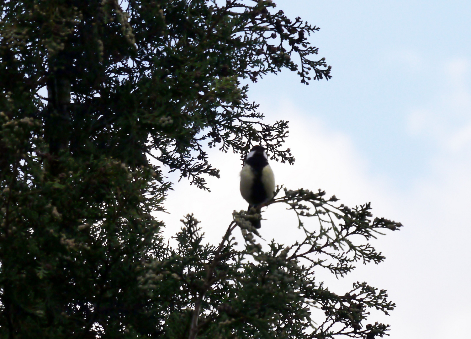 Wanderung mit Wolly auf dem Eulenkopfweg am 20.5. 2015.