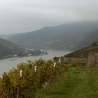 Wanderung von der Weinlage Assmannshäuser Frankenthal