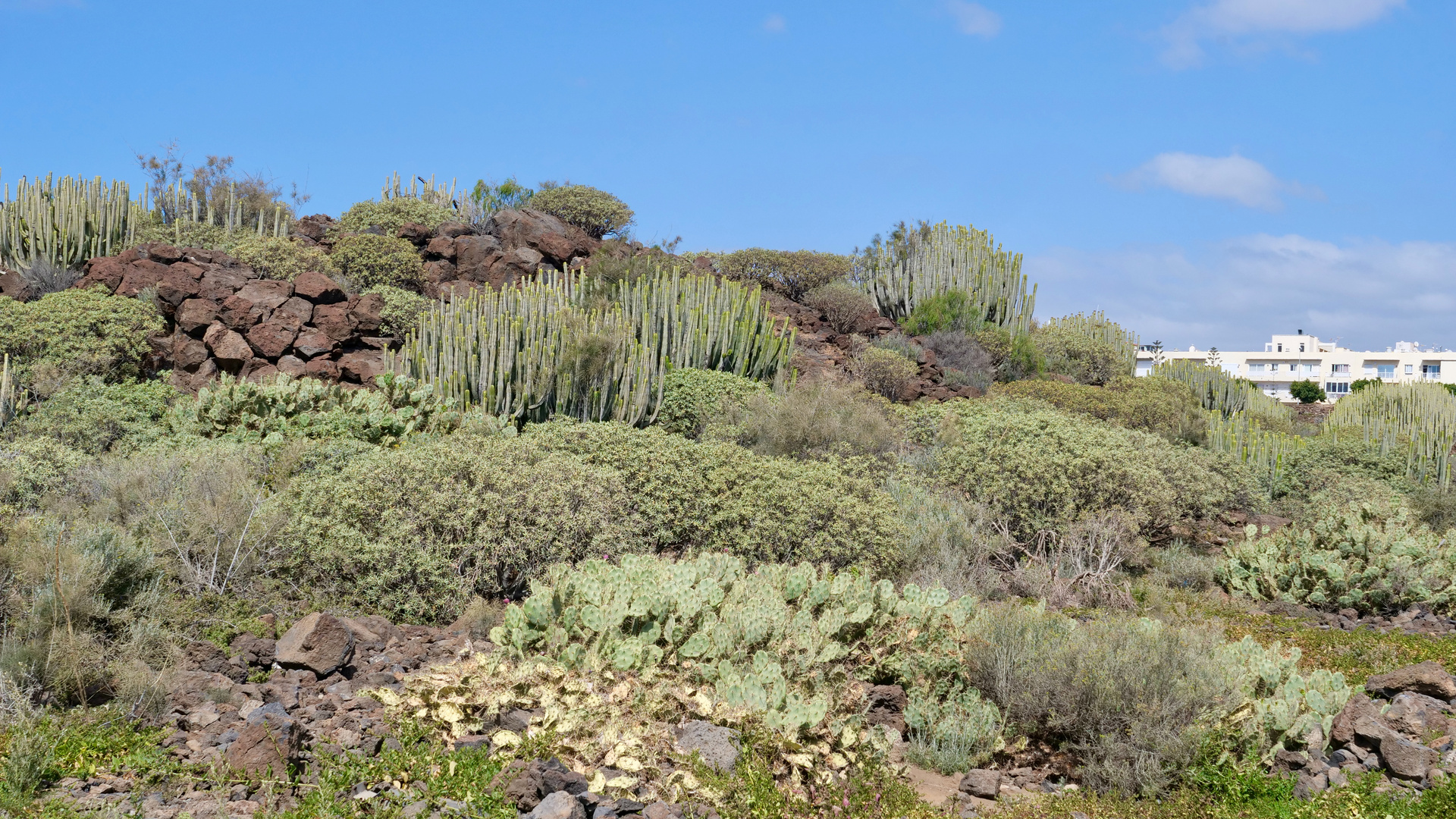 Wanderung von Las Galletas nach Pal Mar.Teneriffa