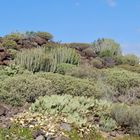 Wanderung von Las Galletas nach Pal Mar.Teneriffa