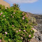 Wanderung von Las Galletas nach Pal Mar.Teneriffa