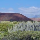 Wanderung von Las Galletas nach Pal Mar.Teneriffa