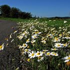 Wanderung zum Vulkan Kalem (10)