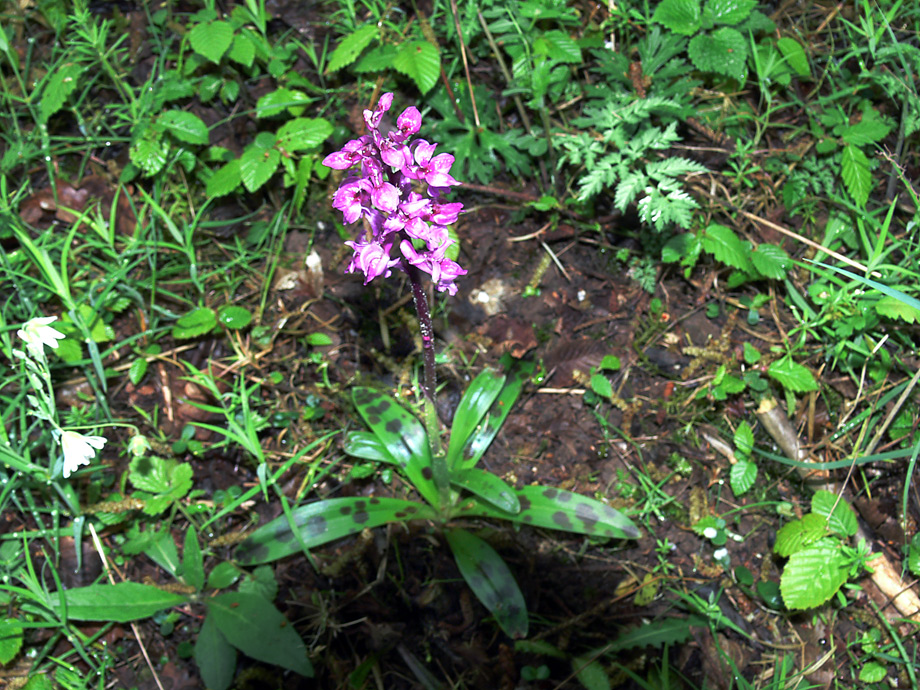 Wanderung zum Vulkan Kalem (7) Orchidee am Wegesrand