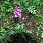 Wanderung zum Vulkan Kalem (7) Orchidee am Wegesrand