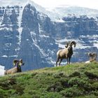 Wanderung zum Wilcox Pass