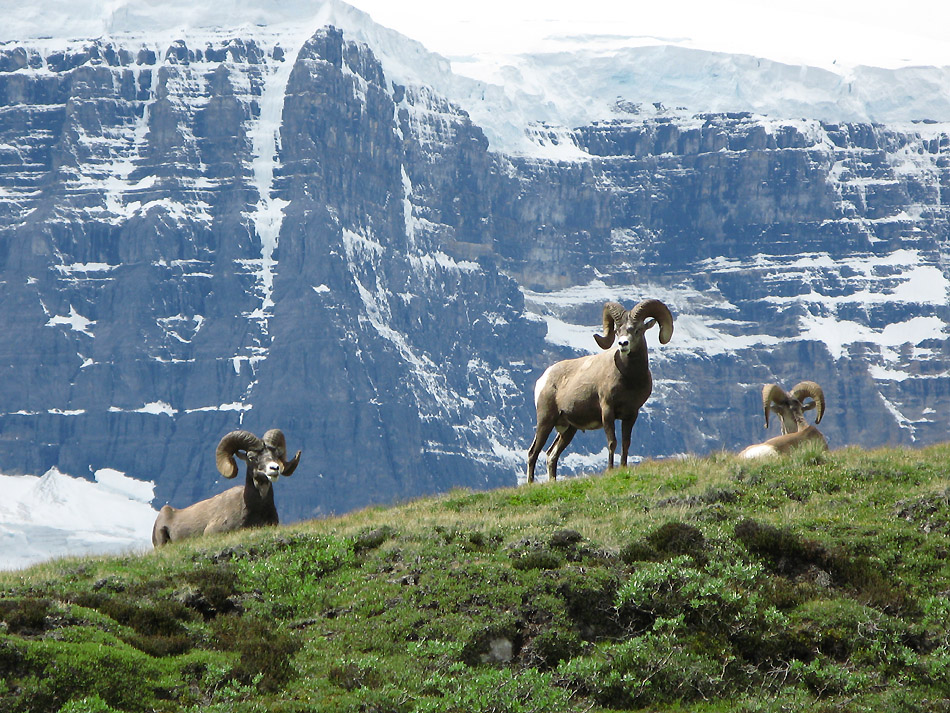 Wanderung zum Wilcox Pass