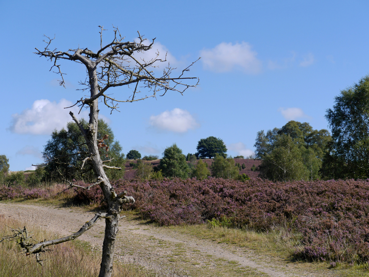 Wanderung zum Wilseder Berg