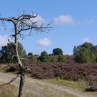 Wanderung zum Wilseder Berg