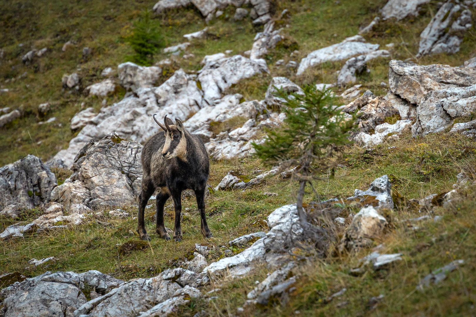 Wanderungen (38)...