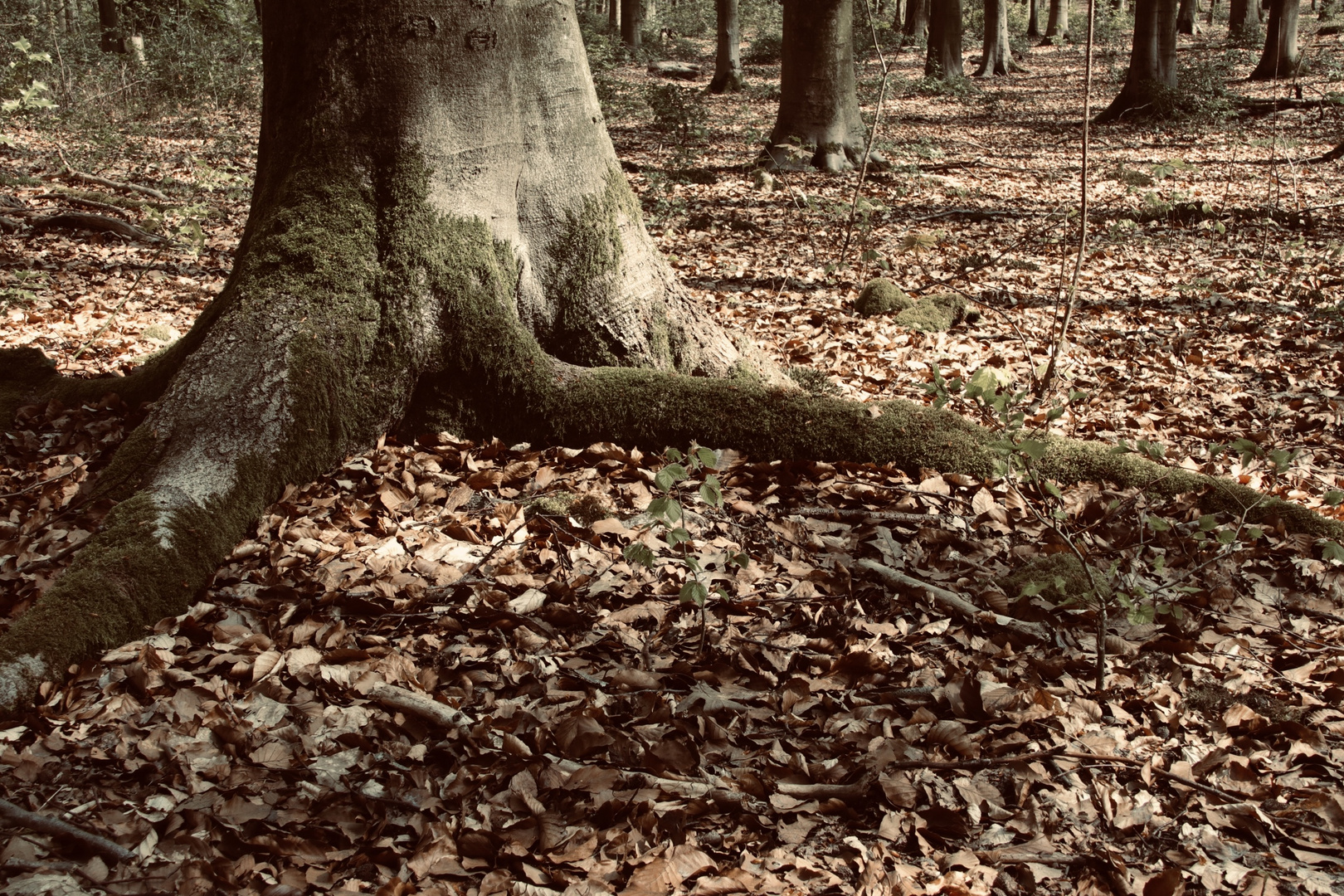 Wanderungen durch den Wald 