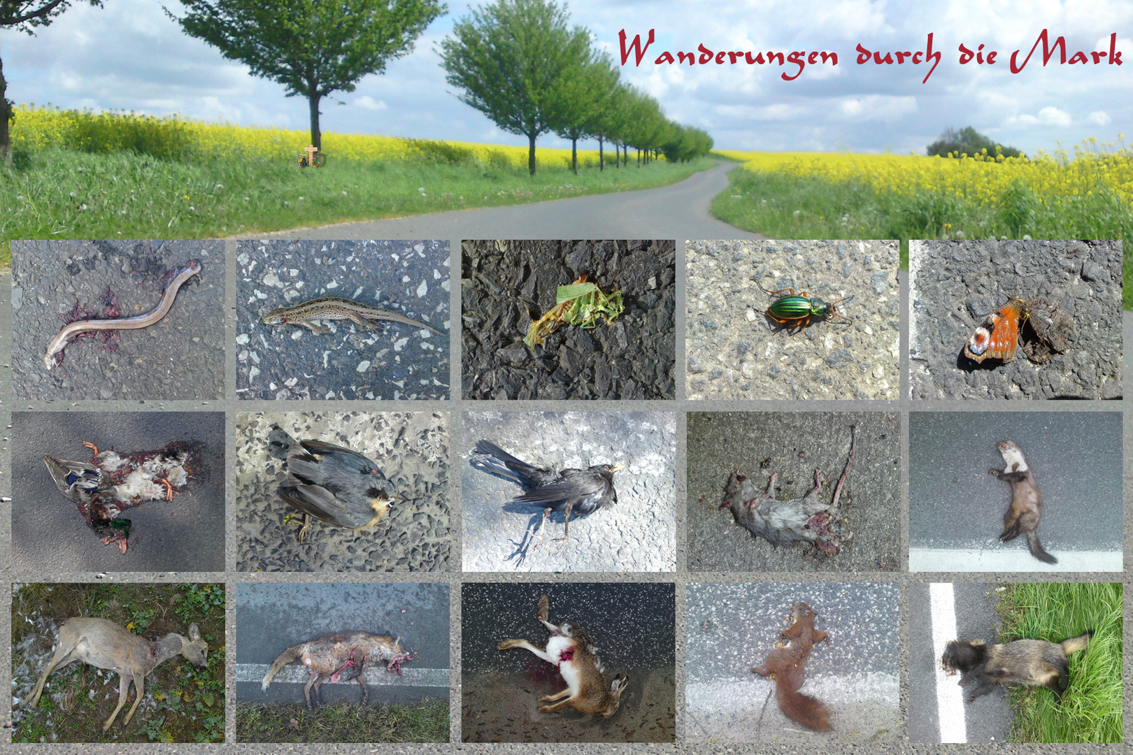 Wanderungen durch die Mark