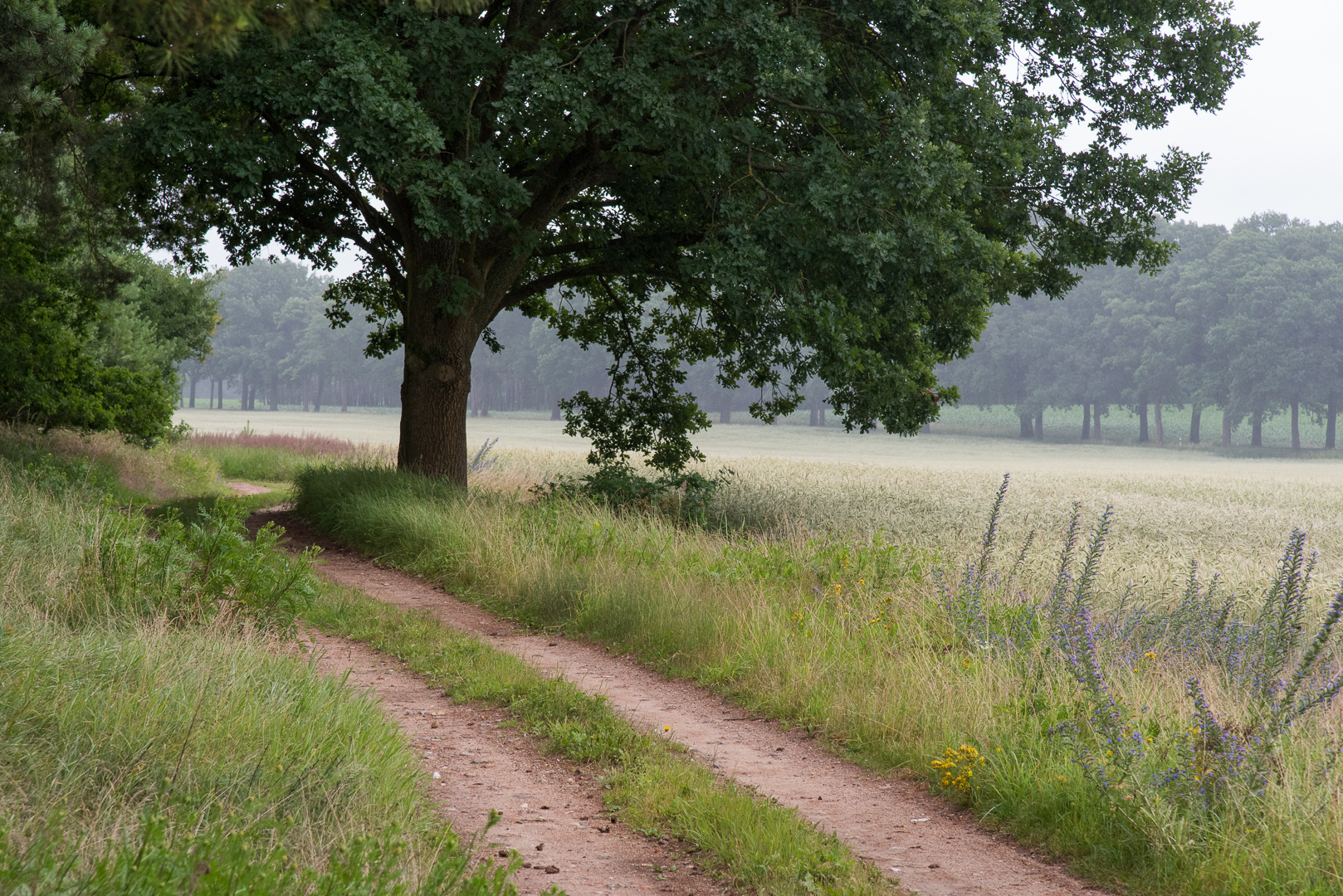 Wanderungen durch die Mark Brandenburg