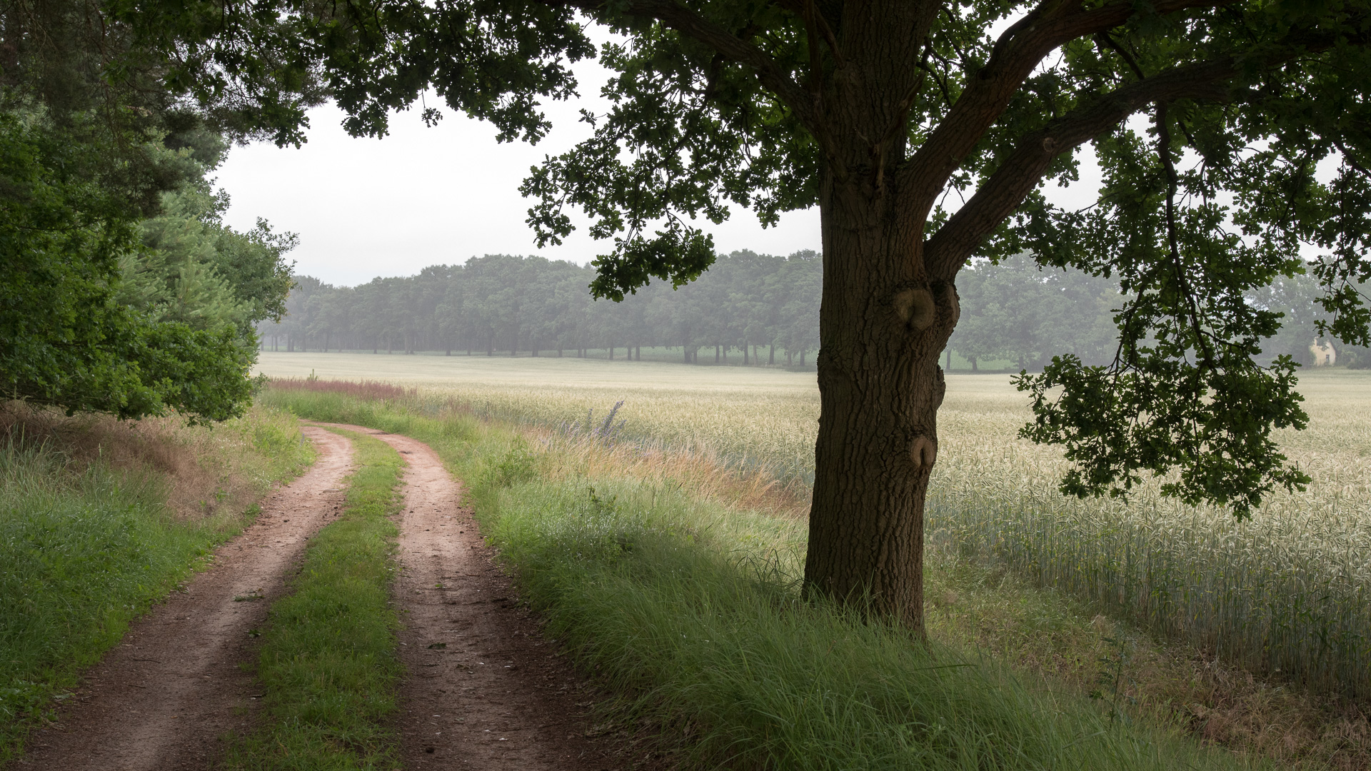 Wanderungen durch die Mark Brandenburg II