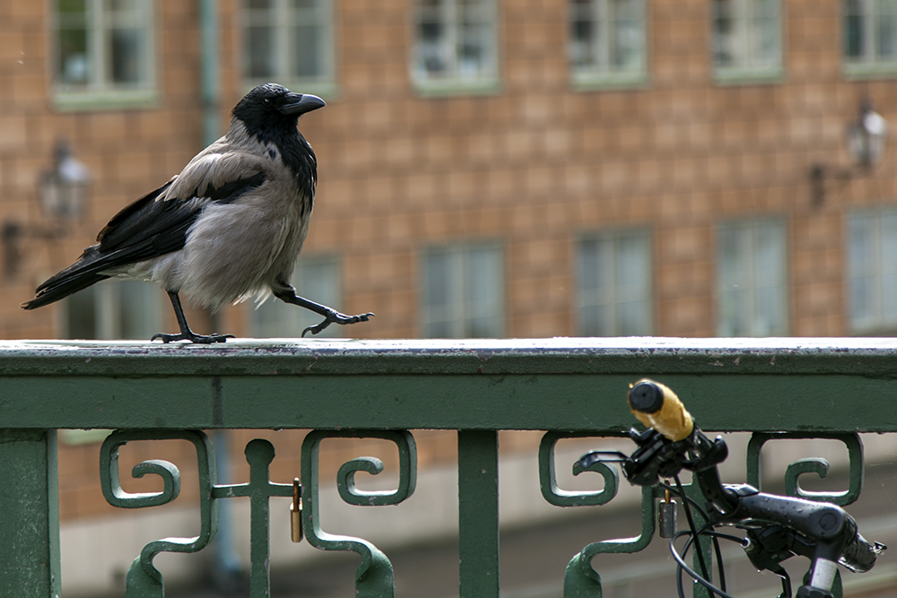 WanderVogel