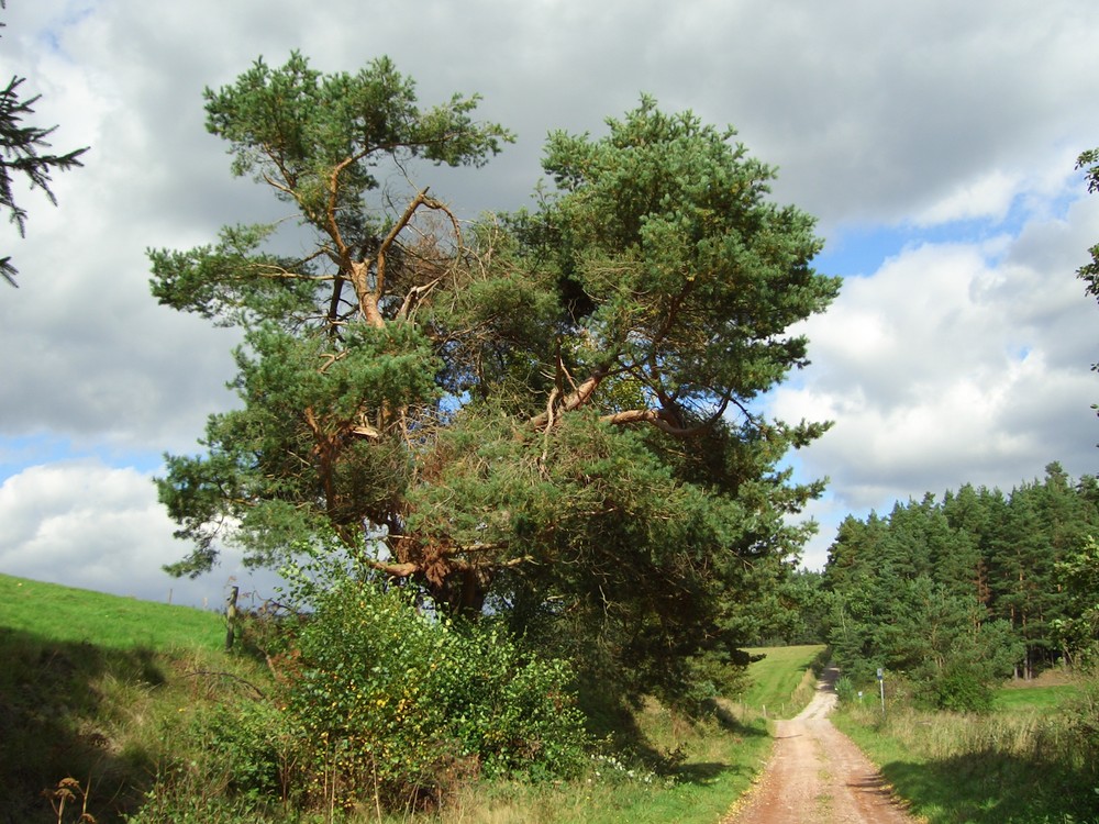 Wanderweg