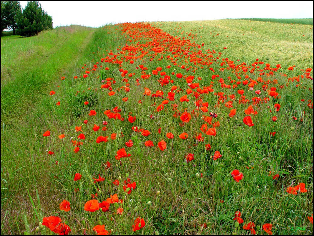 WanderWeg....