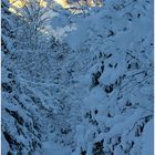 Wanderweg am Gosausee