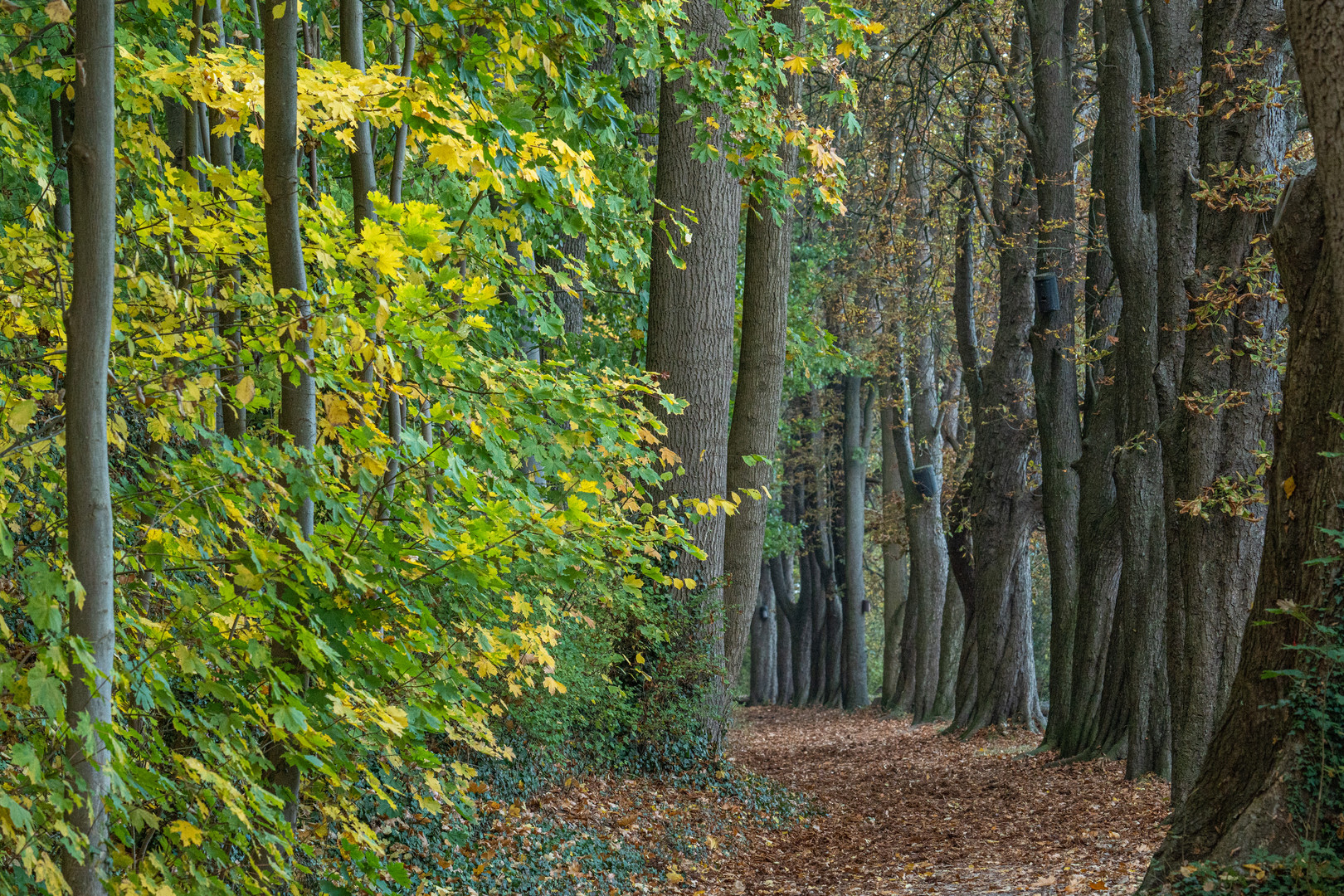 Wanderweg am Schaalsee