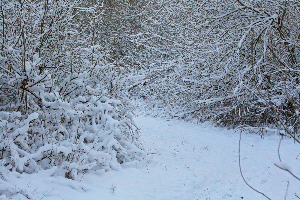 Wanderweg an der Elbe