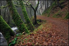 *Wanderweg an der Kleinen Kyll*