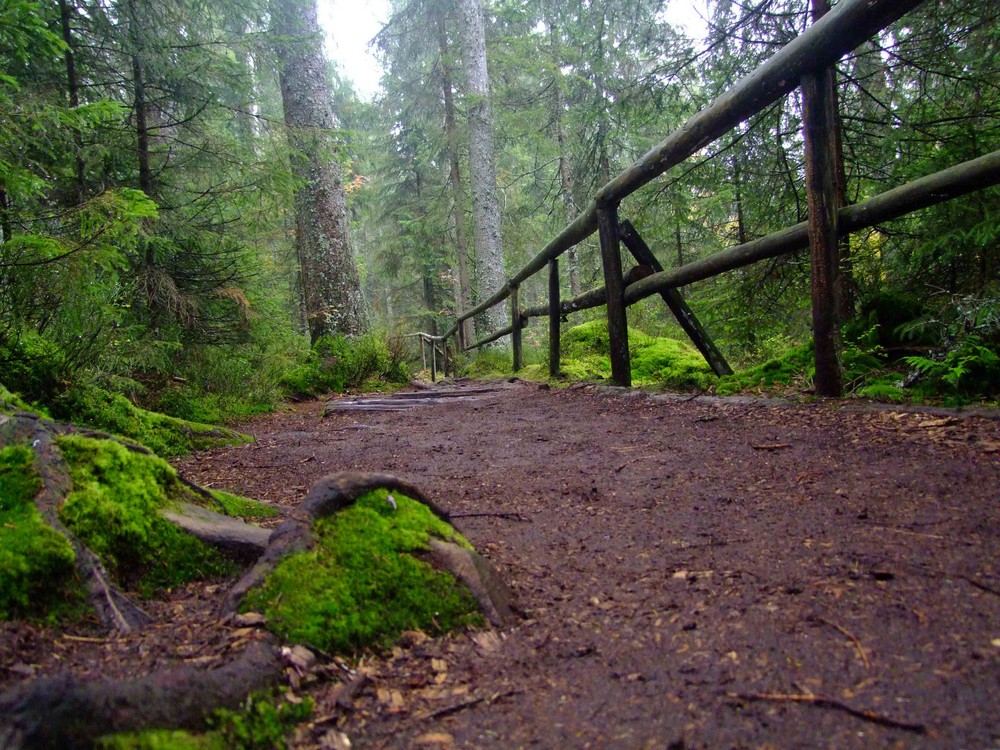 Wanderweg bei dem Etang de la Gruère