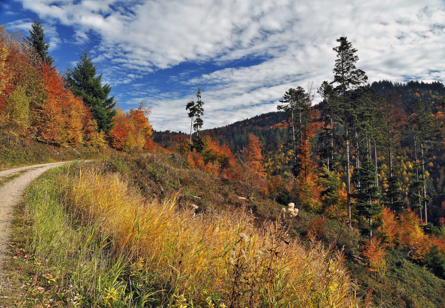 Wanderweg bei Gengenbach/Schwarzwald