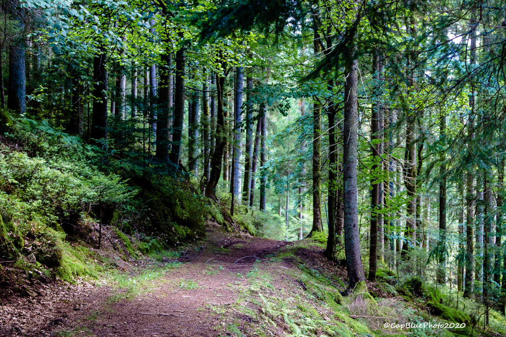 Wanderweg bei Seewald-Schernbach