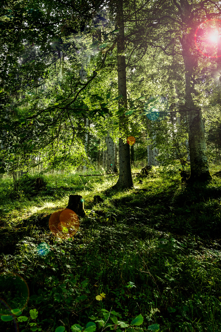 Wanderweg "Bleibüchse", Klostertal, Niederösterreich