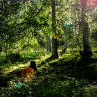 Wanderweg "Bleibüchse", Klostertal, Niederösterreich