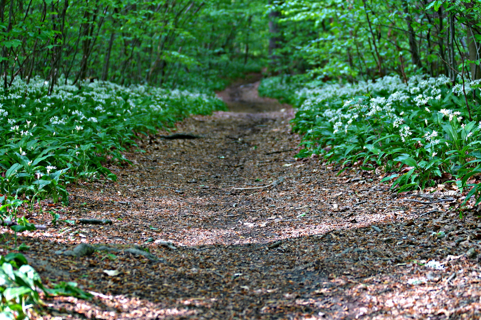 Wanderweg durch Bärlauch