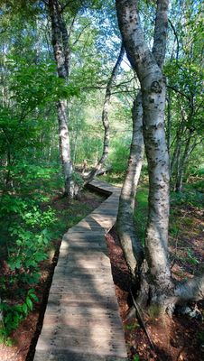 Wanderweg durch das Moor bei Bathorn