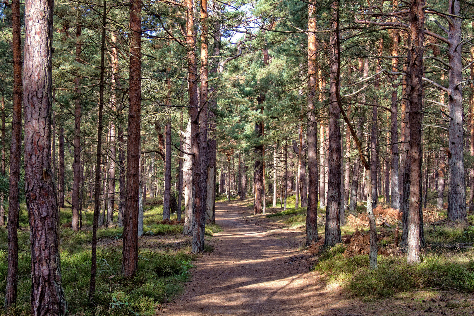 Wanderweg durch den Darßwald