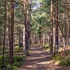 Wanderweg durch den Darßwald