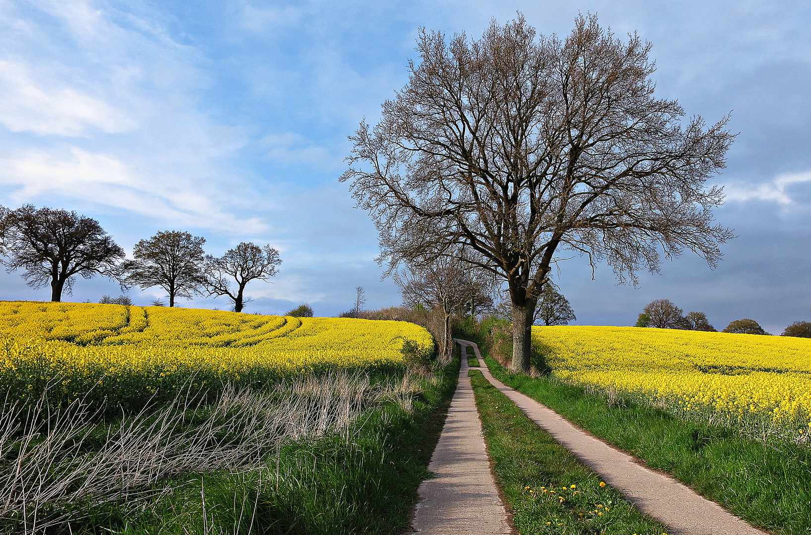 Wanderweg durch die Rapsfelder in der Holsteinischen Schweiz